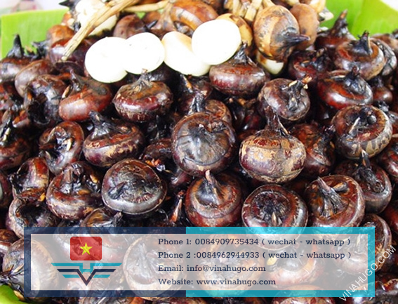 Fresh water chestnut Vietnam