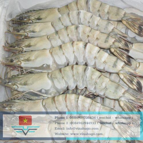 Frozen black tiger shrimp Vietnam