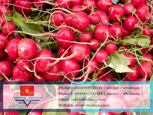 Red radish Vietnam