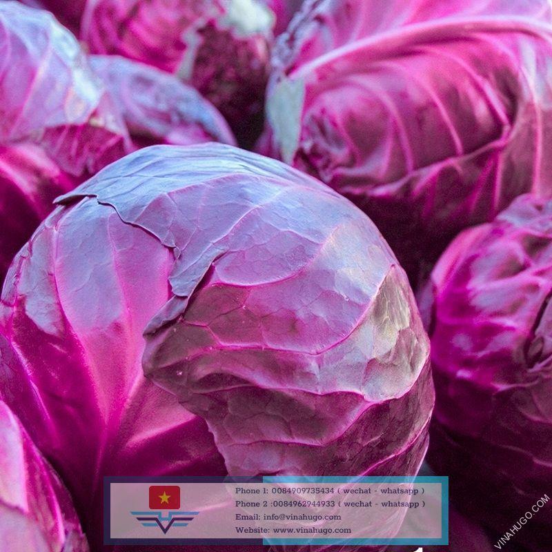  Violet Cabbage Vietnam