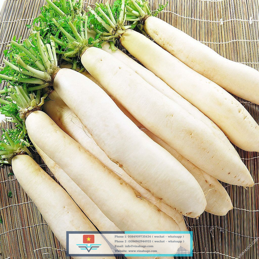 White radish Vietnam