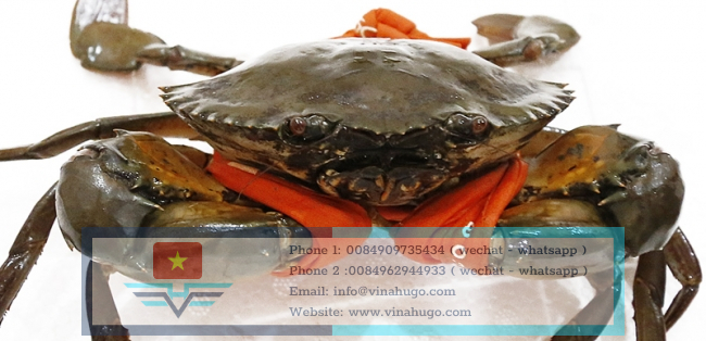 Live mud crab Vietnam at Ca mau with best price