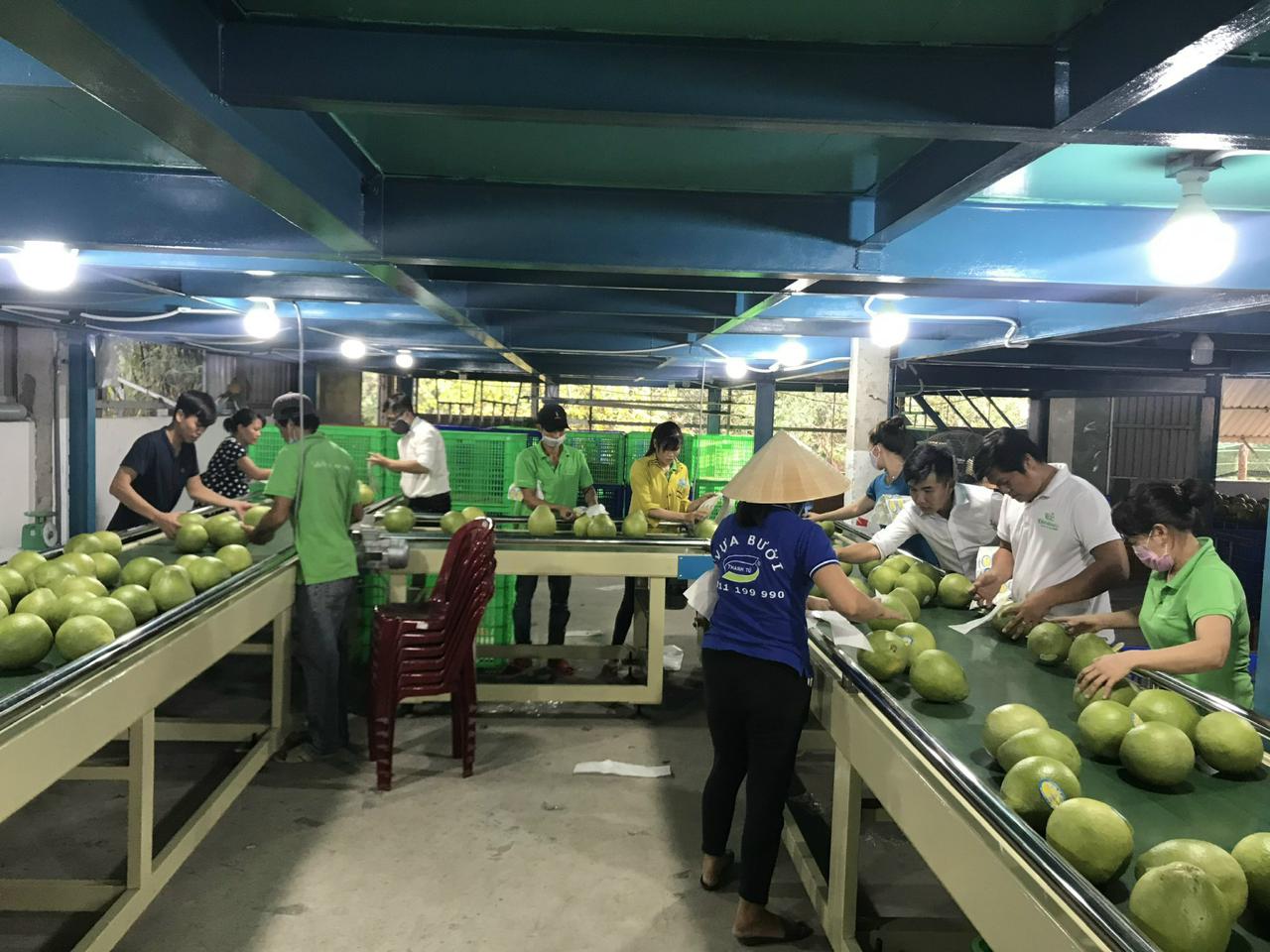 Vietnam fresh pomelo Nam Roi fruit export