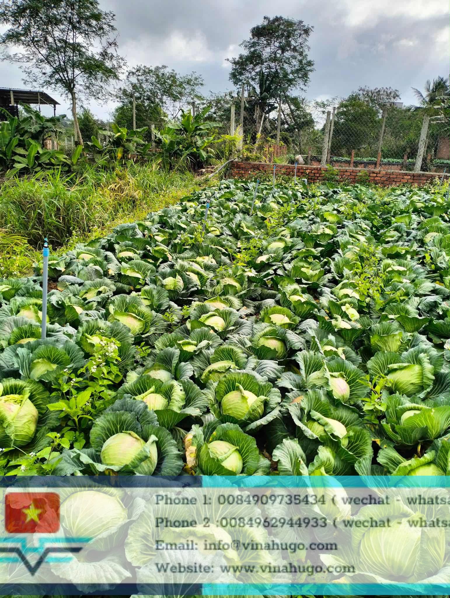 Vietnam Large Cabbage – Fresh, Crunchy & Ideal for Kimchi Production!12