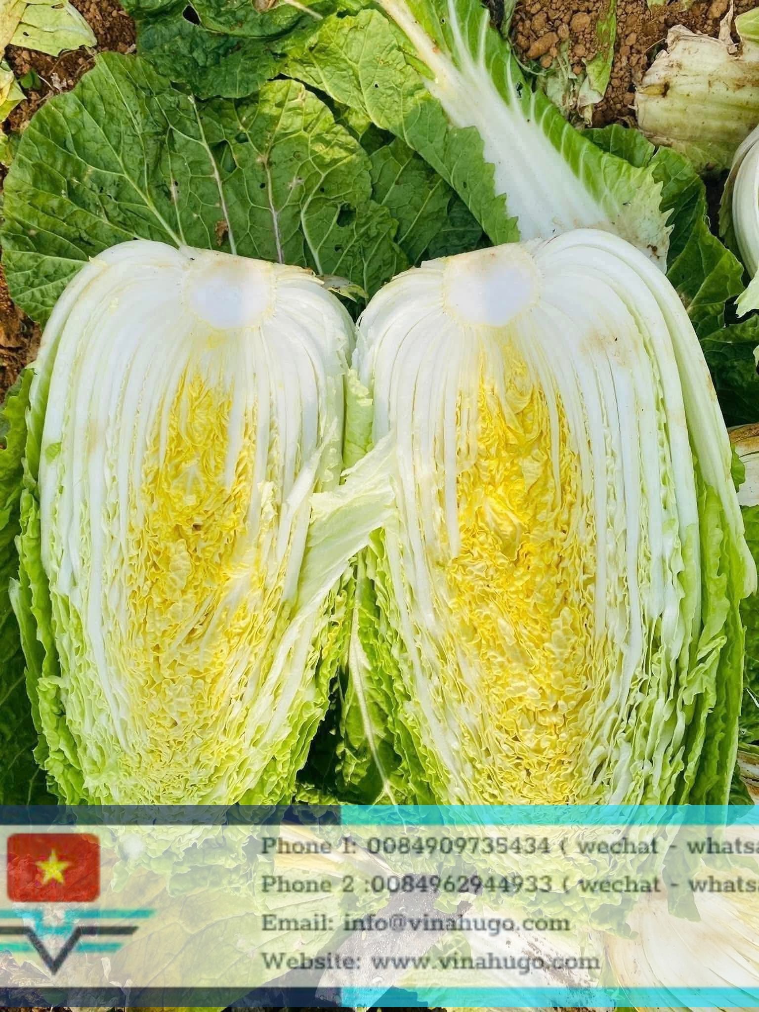 Vietnam Large Cabbage – Fresh, Crunchy & Ideal for Kimchi Production!4
