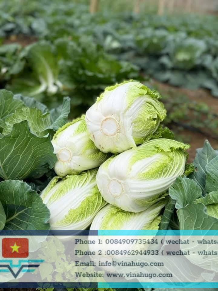 Vietnam Large Cabbage – Fresh, Crunchy & Ideal for Kimchi Production!54