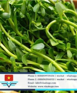 Premium Vietnamese Bitter Herb – The Rustic Taste of Southern Vietnam