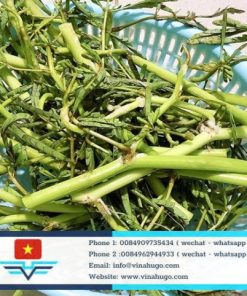 Premium Vietnamese Water Mimosa – The Crunchy Jewel of the Wetlands