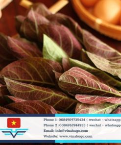 Premium Vietnamese Skunkvine Leaves – The Unique Medicinal Herb of the North