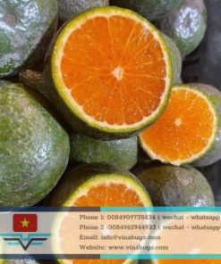 King Orange – Premium Thick-Skinned Citrus for Global Juice & Fresh Markets