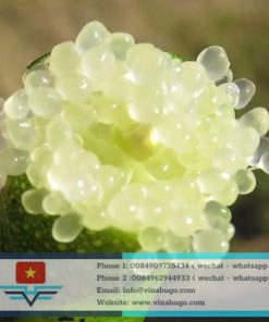 Finger Lime – Premium Citrus Caviar for Gourmet Gastronomy & Luxury Markets