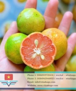Pink-Fleshed Lemon – Premium Aromatic Citrus for Health & Gourmet Markets