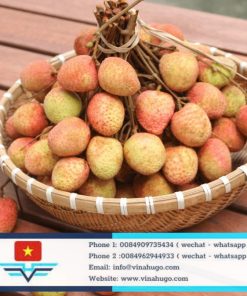 Premium Early-Season Lychee: U Hong and U Trung Varieties