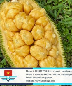 Premium Vietnamese Cempedak – The "Durian-Scented" Jackfruit Specialty