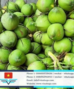 Premium Vietnamese Sweet Coconuts – The Pure Taste of the Tropics