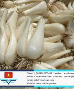 Vietnamese Purple-Skin Leeks – The Pungent, Crimson Tradition of Tet