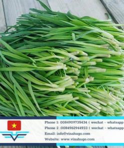 Premium Vietnamese Garlic Chives – The Flavorful Herbal Healer