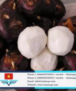 Dried Water Chestnut – Premium Natural Crispy Ingredient for Export