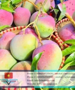 Fresh Australia Mango – Premium Vietnamese Tropical Fruit for Export