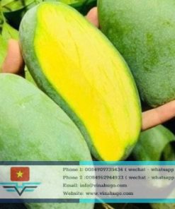 Fresh Thai Mango – Premium Crunchy Sweet Mango for Export