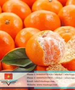 Fresh Tangerine – Premium Juicy Citrus Fruits for Export