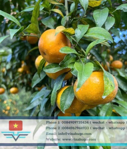Image 4-5-26 at 22.02 (1)