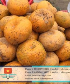 Fresh Bac Kan Tangerine – Geographical Indication Specialty for Export