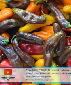 Fresh Sweet Palermo Pepper – Premium Crunchy Fruit-Pepper for Export