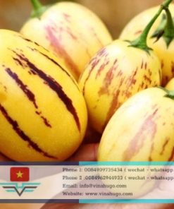 Fresh Pepino Melon – The Nutritious "Superfruit" from Da Lat for Export