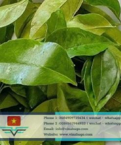 Fresh & Dried Mac Mat Leaves – The Essential Aromatic Spice for Export