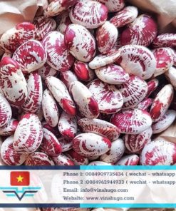 Fresh & Dried Butter Beans (Lima Beans) – Premium Nutritious Legumes for Export