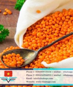 Nutritious Lentils – Premium Plant-Based Protein for Global Export