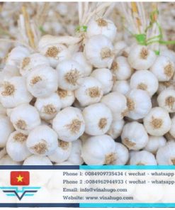 Premium White Garlic – Aromatic & High-Quality Spice for Export
