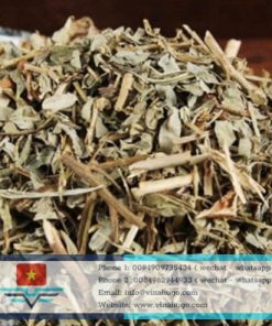 Premium Vietnamese Phyllanthus Amarus Tea – The Ultimate Liver Shield for Global Export