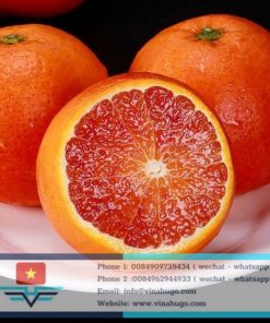 Premium Vietnamese Red Cara Cara Orange – Seedless, Sweet & Nutrient-Rich for Export