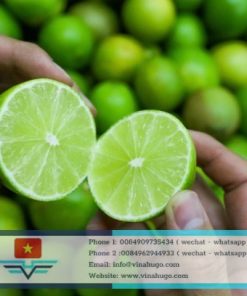 Premium Vietnamese Seedless Lime – Juicy, Fragrant & Export Quality
