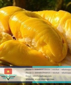 Vietnamese Musang King Durian – The King of Fruits for Premium Export